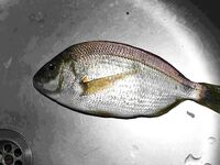 Крым: горная база и потом море в Любимовке — знакомство с местной рыбой