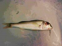 Крым: горная база и потом море в Любимовке — знакомство с местной рыбой