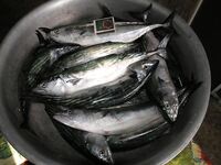 Севастополь, троллинг пеламиды: 16 шт с 7 до 12, рыба сильная