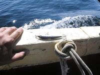 Севастополь, троллинг пеламиды: 16 шт с 7 до 12, рыба сильная