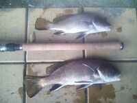 Адлер, Хоста — первый опыт рокфишинга: рабочие веса и резина