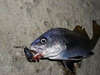 Морская рыба — злые поклёвки: спин вырывает из рук и будит кровь