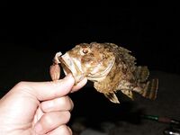 Туапсе — «маракуйя» и колебалка 3.5 г, горбыль и ласкирь в копилке