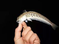 Чёрное море — вот он, морской дракон: осторожно с шипами