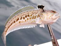 Чёрное море — вот он, морской дракон: осторожно с шипами