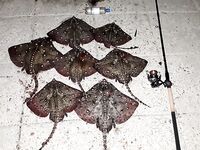 Крым, «лисы» с 21 до 24: раздача коротким окном и пара отпущенных