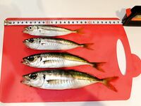 Крым, вечер: ставрида с берега — 2–3 кг, размер от «мелкой» до «бонуса»