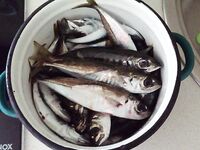 Фото зафиксировал: для памяти по снастям и размеру трофеев