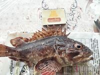 Вчерашний улов и дождливый облом сегодня: под сосной ждал окно