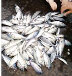 Утро штилевое — синявка как с картинки, гроза успела за спиной