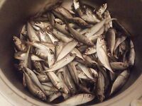 Чёрное море, на лодке со ставридой: самодуром набили полные вёдра