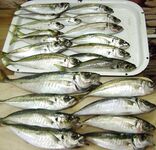 Витязево — ловля с бомбарды: рабочая дистанция и контроль проводки