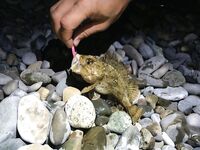 Новый Сочи — вечер ультралайтом: скорпена, горбыль и «монстрик» на краба