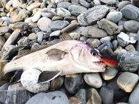 Новый Сочи — вечер ультралайтом: скорпена, горбыль и «монстрик» на краба