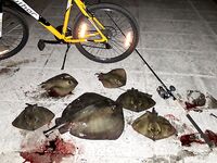 Крым, Форос: ночной скат-хвостокол до 7,5 кг, печень ~1 кг — снасть мясная