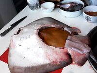 Крым, Форос: ночной скат-хвостокол до 7,5 кг, печень ~1 кг — снасть мясная