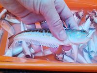 Морской дракончик? — вопрос по ядовитости пойманной рыбы на берегу