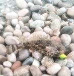 Гудаута: вечерняя скорпена, укол — больница; утром тишина и три бычка