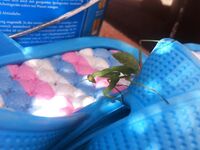 Благовещенская, фотоотчет: наморозил около 15 кг ставриды и кефали