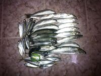 Благовещенская, фотоотчет: наморозил около 15 кг ставриды и кефали