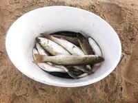 Благовещенская, фотоотчет: наморозил около 15 кг ставриды и кефали