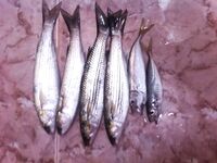 Благовещенская, фотоотчет: наморозил около 15 кг ставриды и кефали