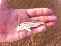 Благовещенская, фотоотчет: наморозил около 15 кг ставриды и кефали