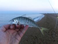 Благовещенская, фотоотчет: наморозил около 15 кг ставриды и кефали