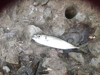 Алушта, одноух 1 г и аваруна: ставридка, караси и ерши с волнорезов