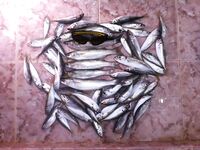 Сегодняшние кадры: короткая фиксация обстановки на берегу и по клеву