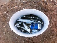 Сегодняшние кадры: короткая фиксация обстановки на берегу и по клеву