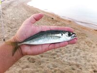 Сегодняшние кадры: короткая фиксация обстановки на берегу и по клеву