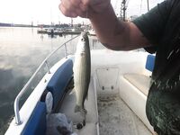 Адлер, год на месте: снасти, насадки и «фарш» на кефаль — рыбалка круглый год