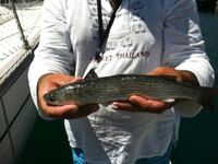 Адлер, год на месте: снасти, насадки и «фарш» на кефаль — рыбалка круглый год