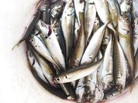 Адлер, год на месте: снасти, насадки и «фарш» на кефаль — рыбалка круглый год