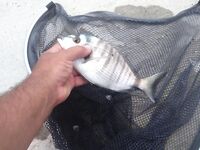 Адлер, год на месте: снасти, насадки и «фарш» на кефаль — рыбалка круглый год