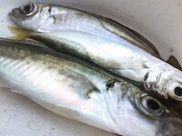 Адлер, год на месте: снасти, насадки и «фарш» на кефаль — рыбалка круглый год