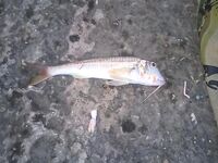 Фото: морская рыба доехала замороженной — логистика и радость улова