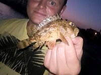 Фото: морская рыба доехала замороженной — логистика и радость улова