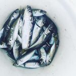 Адлер, напротив вокзала: ставрида стабильно, по пеламиде вышла селедка