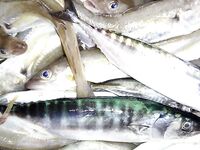 Кабардинка, вечера без червя: импровизация с рачком и гирляндой с берега