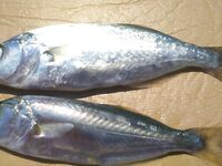 Адлер, утренний луфарь на ставку, днем ставрида — к вечеру уха из ершей