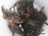 Адлер, утренний луфарь на ставку, днем ставрида — к вечеру уха из ершей