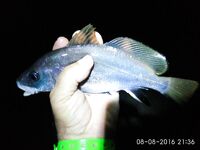 Судак, камни у крепости 18:00–22:00: много холостых, награда — горбылик