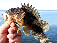 Сукко: ласкирь и скорпена — рачок на техасе и «одноухий» монтаж