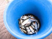 Сочи, прогулка на катамаране: самодур, ставридка и «дракончик»