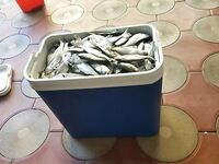 Имеретинка, 20.08.2016: пеламиды около 40 шт., плюс 15 кг луфаря