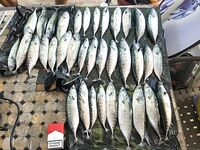 Имеретинка, 20.08.2016: пеламиды около 40 шт., плюс 15 кг луфаря