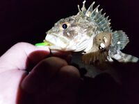 Учкуевка, сильная волна: скорпена на жесткий силикон, самодельные тирольки