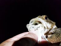 Учкуевка, сильная волна: скорпена на жесткий силикон, самодельные тирольки